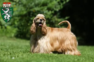 Lire la suite à propos de l’article Éleveurs de Cocker américain et chiots en Styrie