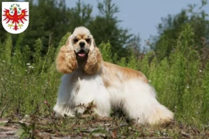 Lire la suite à propos de l’article Éleveurs de Cockers américains et chiots au Tyrol