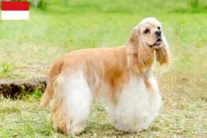 Lire la suite à propos de l’article Éleveurs de Cockers américains et chiots à Vienne