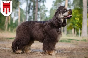 Lire la suite à propos de l’article Éleveurs de Cocker américain et chiots dans le Vorarlberg