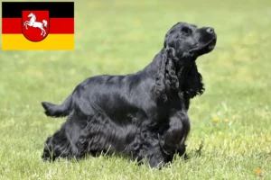 Lire la suite à propos de l’article Cocker anglais éleveurs et chiots en Basse-Saxe
