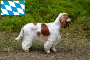 Lire la suite à propos de l’article Cocker anglais éleveurs et chiots en Bavière