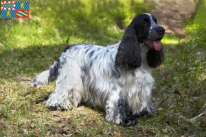 Lire la suite à propos de l’article Cocker anglais éleveurs et chiots en Bourgogne-Franche-Comté