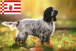 Lire la suite à propos de l’article Cocker anglais éleveurs et chiots à Brême