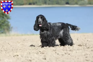 Lire la suite à propos de l’article Cocker anglais éleveurs et chiots en Centre-Val de Loire