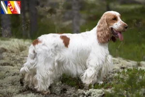 Lire la suite à propos de l’article Cocker anglais éleveurs et chiots en Grand Est