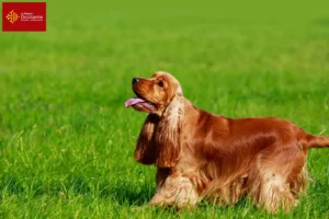 Lire la suite à propos de l’article Cocker anglais éleveurs et chiots en Occitanie