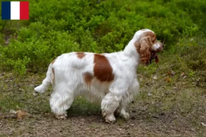 Lire la suite à propos de l’article Éleveurs de Cockers anglais et chiots à la Réunion