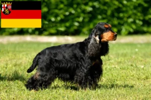 Lire la suite à propos de l’article Cocker anglais éleveurs et chiots en Rhénanie-Palatinat