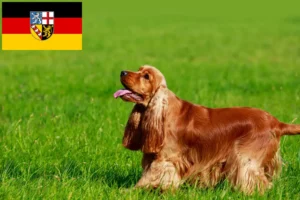 Lire la suite à propos de l’article Cocker anglais éleveurs et chiots en Sarre