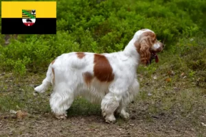 Lire la suite à propos de l’article Cocker anglais éleveurs et chiots en Saxe-Anhalt