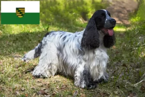 Lire la suite à propos de l’article Cocker anglais éleveurs et chiots en Saxe