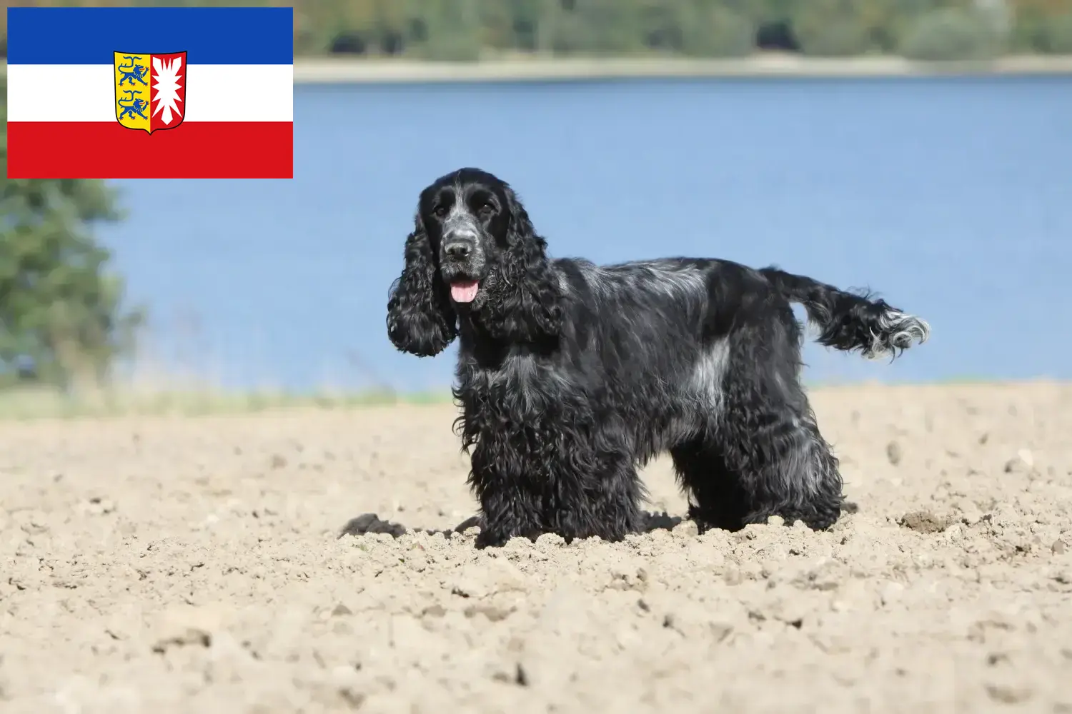 Cocker anglais chiots et éleveurs Schleswig-Holstein Ici, tu trouveras des éleveurs de Cocker anglais dans le Schleswig-Holstein.