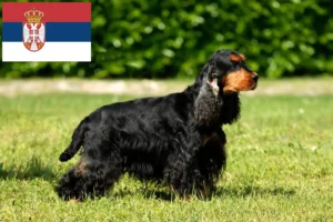 Lire la suite à propos de l’article Cocker anglais éleveurs et chiots en Serbie