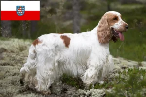 Lire la suite à propos de l’article Cocker anglais éleveurs et chiots en Thuringe