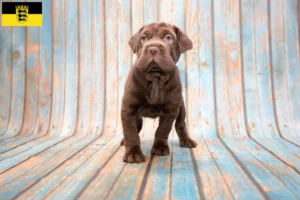 Lire la suite à propos de l’article Éleveurs de Cocker Pei et chiots en Baden-Württemberg