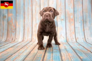 Lire la suite à propos de l’article Éleveurs de Cocker Pei et chiots en Basse-Saxe