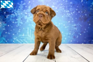 Lire la suite à propos de l’article Éleveurs de Cocker Pei et chiots en Bavière