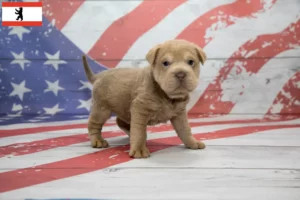 Lire la suite à propos de l’article Éleveurs de Cocker Pei et chiots à Berlin