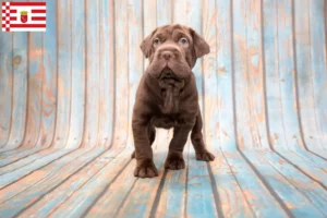 Lire la suite à propos de l’article Éleveurs de Cocker Pei et chiots à Brême