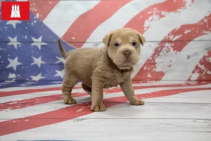 Lire la suite à propos de l’article Éleveurs de Cocker Pei et chiots à Hambourg