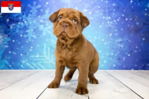 Lire la suite à propos de l’article Éleveurs de Cocker Pei et chiots en Hesse