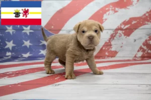 Lire la suite à propos de l’article Éleveurs de Cocker Pei et chiots dans le Mecklembourg-Poméranie occidentale