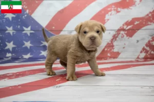 Lire la suite à propos de l’article Éleveurs de Cocker Pei et chiots en Rhénanie du Nord-Westphalie