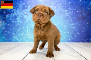 Lire la suite à propos de l’article Éleveurs de Cocker Pei et chiots en Rhénanie-Palatinat