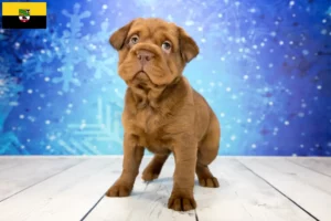 Lire la suite à propos de l’article Éleveurs de Cocker Pei et chiots en Saxe-Anhalt