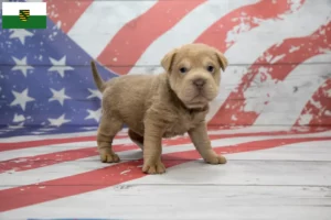 Lire la suite à propos de l’article Éleveurs de Cocker Pei et chiots en Saxe