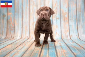 Lire la suite à propos de l’article Éleveurs de Cocker Pei et chiots dans le Schleswig-Holstein