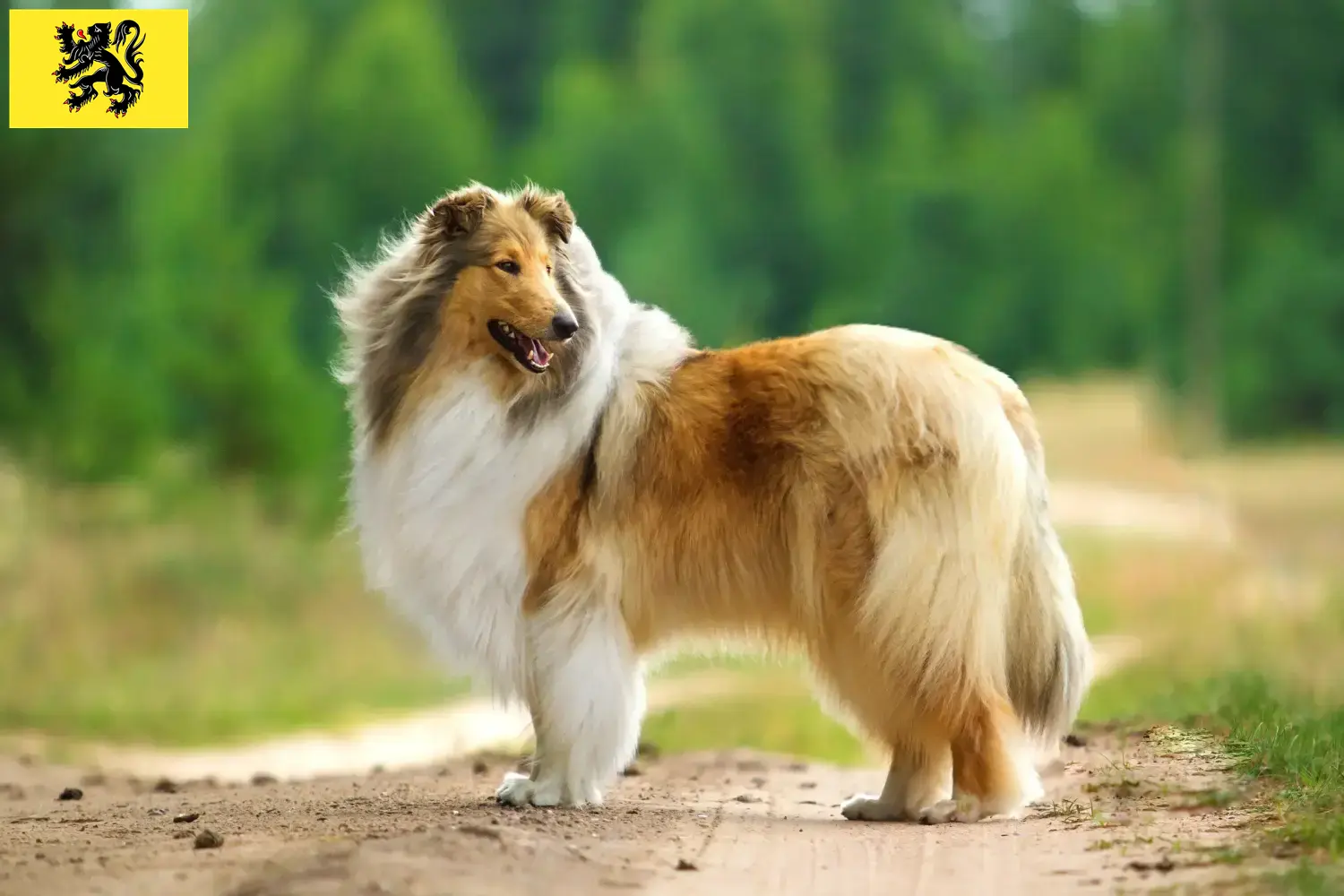 Collie chiots et éleveurs Flandre Ici, vous trouverez des éleveurs de colleys en Flandre.