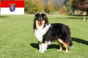Lire la suite à propos de l’article Éleveurs de colleys et chiots en Hesse