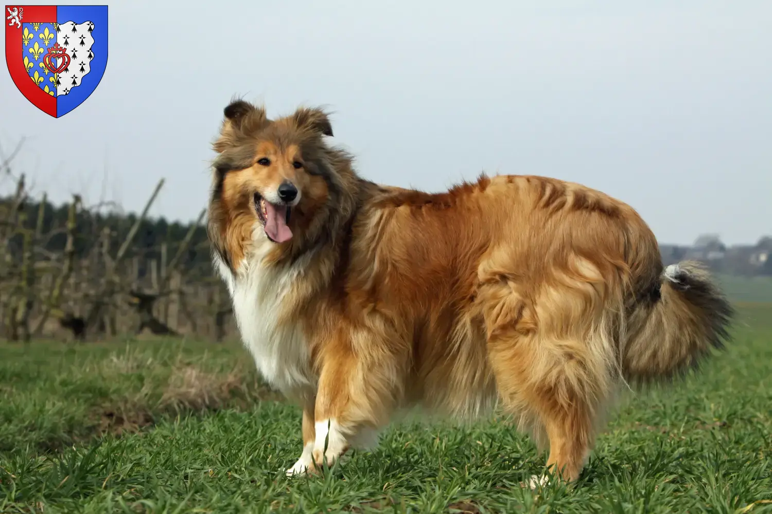 Collie chiots et éleveurs Pays de la Loire Ici vous trouverez les éleveurs de Collies en Pays de la Loire.