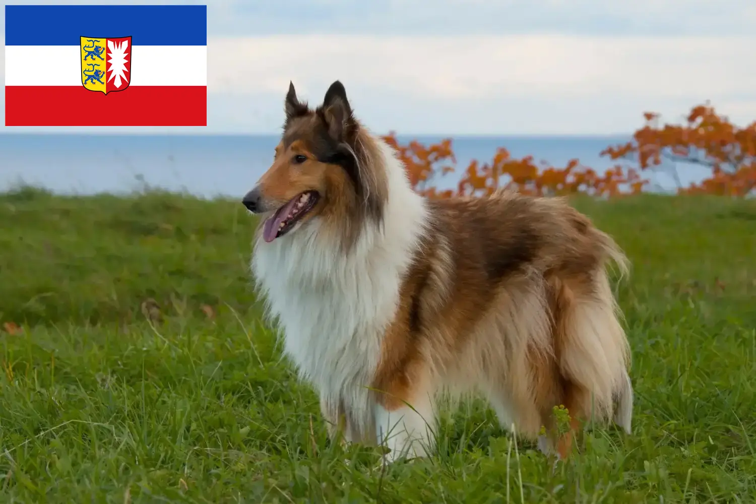 Collie chiots et éleveurs Schleswig-Holstein Ici tu peux trouver des éleveurs de Collies en Schleswig-Holstein.