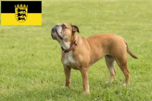 Lire la suite à propos de l’article Éleveurs de Continental Bulldogs et chiots en Baden-Württemberg