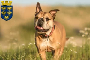 Lire la suite à propos de l’article Éleveurs de Continental Bulldogs et chiots en Basse-Autriche