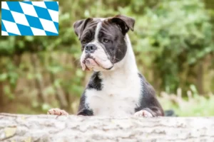 Lire la suite à propos de l’article Éleveurs de Continental Bulldogs et chiots en Bavière