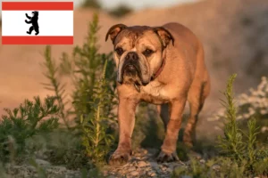 Lire la suite à propos de l’article Éleveurs de Continental Bulldogs et chiots à Berlin
