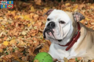 Lire la suite à propos de l’article Éleveurs de Bouledogues Continentaux et chiots en Bourgogne-Franche-Comté