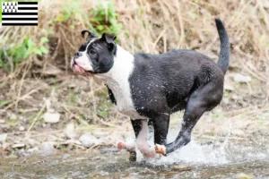 Lire la suite à propos de l’article Éleveurs de Continental Bulldogs et chiots en Bretagne