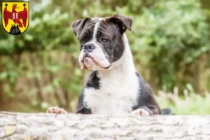 Lire la suite à propos de l’article Éleveurs de Continental Bulldogs et chiots dans le Burgenland