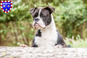 Lire la suite à propos de l’article Éleveurs de Continental Bulldogs et chiots en Centre-Val de Loire