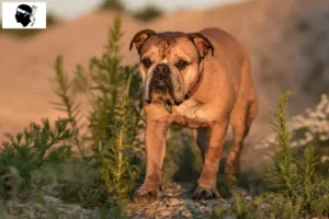 Lire la suite à propos de l’article Éleveurs de Continental Bulldogs et chiots en Corse