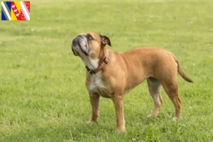 Lire la suite à propos de l’article Éleveurs de Continental Bulldogs et chiots en Grand Est
