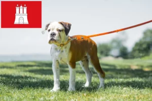 Lire la suite à propos de l’article Éleveurs de Continental Bulldogs et chiots à Hambourg