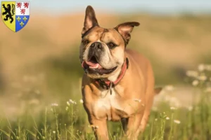 Lire la suite à propos de l’article Éleveurs de Bouledogues Continentaux et chiots en Hauts-de-France