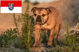 Lire la suite à propos de l’article Éleveurs de Continental Bulldogs et chiots en Hesse