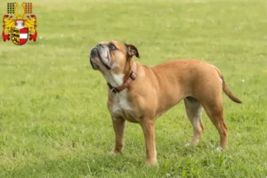 Lire la suite à propos de l’article Éleveurs de Continental Bulldogs et chiots en Carinthie